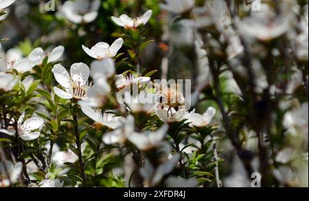 Honigbienen sammeln Nektar von einer Manuka-Baumblüte in Neuseeland. Stockfoto