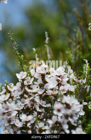 Honigbienen sammeln Nektar von einer Manuka-Baumblüte in Neuseeland. Stockfoto