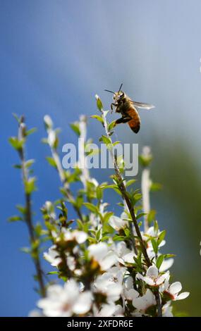 Honigbienen sammeln Nektar von einer Manuka-Baumblüte in Neuseeland. Stockfoto