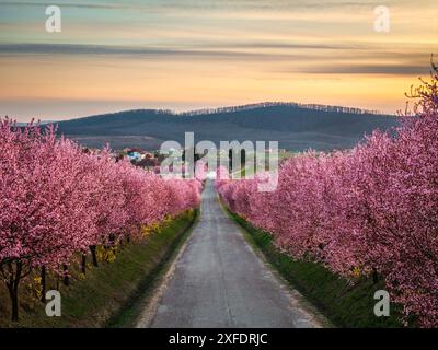 Berkenye, Ungarn - aus der Vogelperspektive blühende rosa wilde Pflaumenbäume entlang der Straße im Dorf Berkenye an einem sonnigen Frühlingnachmittag mit warmem golde Stockfoto