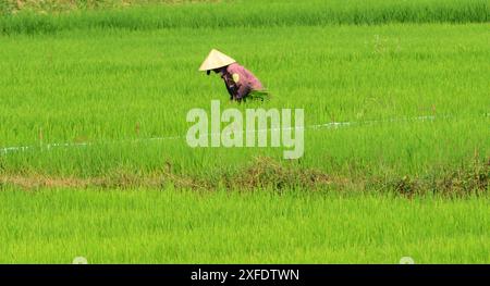 Vietnamesische Bauern arbeiten auf den Reisfeldern in der Nähe von Hội an, Vietnam. Stockfoto