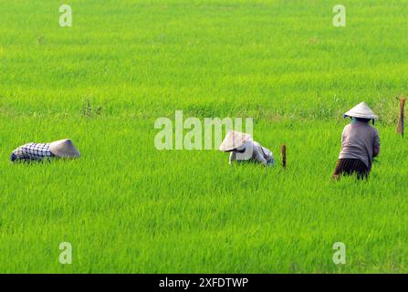 Vietnamesische Bauern arbeiten auf den Reisfeldern in der Nähe von Hội an, Vietnam. Stockfoto