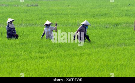 Vietnamesische Bauern arbeiten auf den Reisfeldern in der Nähe von Hội an, Vietnam. Stockfoto