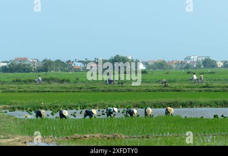 Vietnamesische Bauern arbeiten auf den Reisfeldern in der Nähe von Hội an, Vietnam. Stockfoto