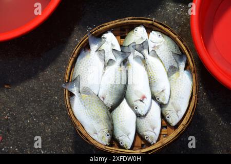 Frischer Fisch auf dem Fischmarkt am Morgen in Bàn Thạch, Hoi an, Vietnam. Stockfoto