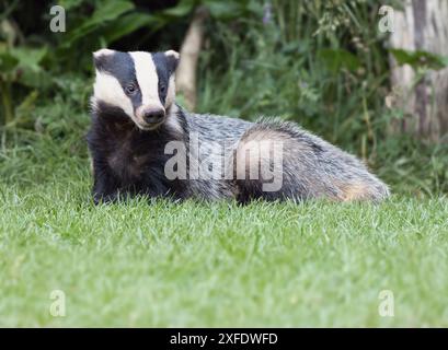 Ein wilder erwachsener Dachs (meles meles) auf der Suche nach Warwickshire Stockfoto