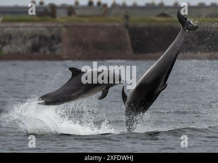 Zwei große Delfine (Tursiops truncatus) spielen in Chanonry Point, Schottland Stockfoto