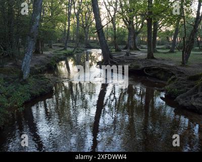 Stieleiche Quercus robur und Buche Fagus sylvatica neben dem Ober-Wasserstrom in der Nähe von Ober Corner, New Forest National Park, Hampshire, England, USA Stockfoto