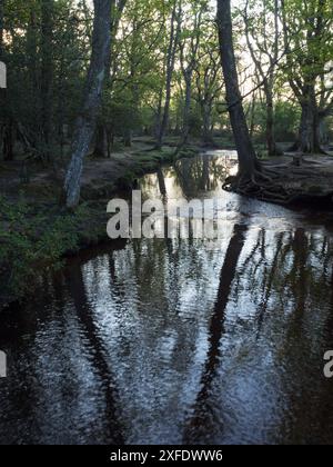 Stieleiche Quercus robur und Buche Fagus sylvatica neben dem Ober-Wasserstrom in der Nähe von Ober Corner, New Forest National Park, Hampshire, England, USA Stockfoto