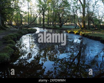 Stieleiche Quercus robur und Buche Fagus sylvatica neben dem Ober-Wasserstrom in der Nähe von Ober Corner, New Forest National Park, Hampshire, England, USA Stockfoto