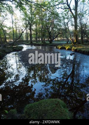 Stieleiche Quercus robur und Buche Fagus sylvatica neben dem Ober-Wasserstrom in der Nähe von Ober Corner, New Forest National Park, Hampshire, England, USA Stockfoto