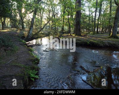 Stieleiche Quercus robur und Buche Fagus sylvatica neben dem Ober-Wasserstrom in der Nähe von Ober Corner, New Forest National Park, Hampshire, England, USA Stockfoto