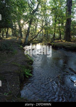 Stieleiche Quercus robur und Buche Fagus sylvatica neben dem Ober-Wasserstrom in der Nähe von Ober Corner, New Forest National Park, Hampshire, England, USA Stockfoto