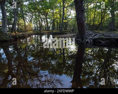 Stieleiche Quercus robur und Buche Fagus sylvatica neben dem Ober-Wasserstrom in der Nähe von Ober Corner, New Forest National Park, Hampshire, England, USA Stockfoto