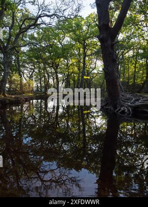 Stieleiche Quercus robur und Buche Fagus sylvatica neben dem Ober-Wasserstrom in der Nähe von Ober Corner, New Forest National Park, Hampshire, England, USA Stockfoto