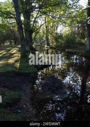 Stieleiche Quercus robur und Buche Fagus sylvatica neben dem Ober-Wasserstrom in der Nähe von Ober Corner, New Forest National Park, Hampshire, England, USA Stockfoto