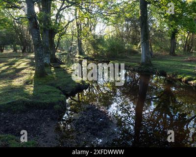 Stieleiche Quercus robur und Buche Fagus sylvatica neben dem Ober-Wasserstrom in der Nähe von Ober Corner, New Forest National Park, Hampshire, England, USA Stockfoto