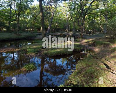 Stieleiche Quercus robur und Buche Fagus sylvatica neben dem Ober-Wasserstrom in der Nähe von Ober Corner, New Forest National Park, Hampshire, England, USA Stockfoto