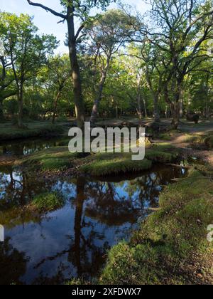 Stieleiche Quercus robur und Buche Fagus sylvatica neben dem Ober-Wasserstrom in der Nähe von Ober Corner, New Forest National Park, Hampshire, England, USA Stockfoto