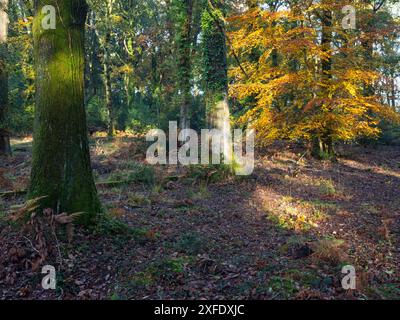 Sonnenlicht durch Laubwälder am frühen Morgen, Broadley Inclosure, New Forest National Park, Hampshire, England, Großbritannien, November 2019 Stockfoto