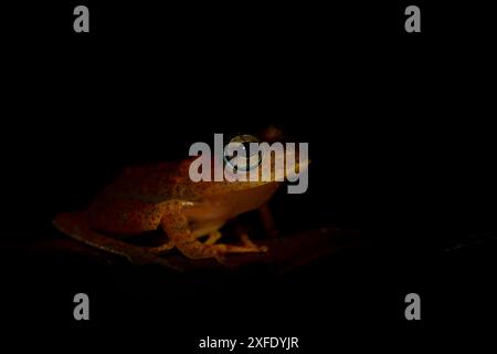 Madagaskar Frosch - Boophis pyrrhus, kleiner, schöner roter Frosch aus den Wäldern und Flüssen Madagaskars, Andasibe, Madagaskar. Stockfoto