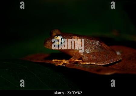 Madagaskar Frosch - Boophis pyrrhus, kleiner, schöner roter Frosch aus den Wäldern und Flüssen Madagaskars, Andasibe, Madagaskar. Stockfoto