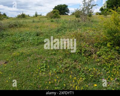 Galium verum und Restharrow Ononis repens auf Kreide im Landesinneren, im Naturschutzgebiet St. Catherine's Hill, in Hampshie und auf der Isle of Wight Wildlife T Stockfoto