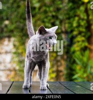 Jagdkatze, Katzengesicht vor einem Angriff. Porträt eines lustigen Hauskätzchens, das drinnen spielt. Stockfoto