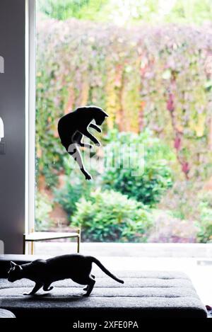 Jagdkatze, Katzengesicht vor einem Angriff. Porträt eines lustigen Hauskätzchens, das drinnen spielt. Stockfoto