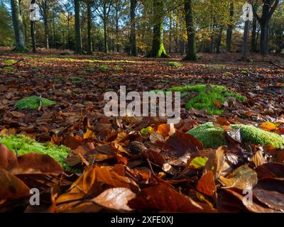 Moos und Blätter in Laubwäldern, Wooson's Hill Inclosure, New Forest National Park, Hampshire, England, Großbritannien, November 2020 Stockfoto