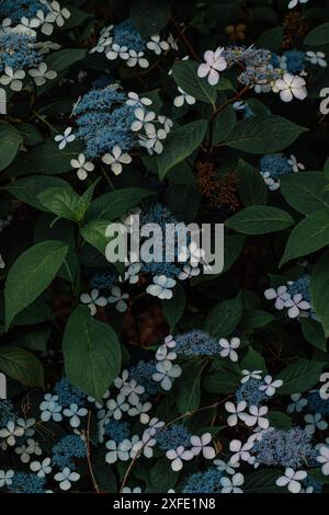 Blaue Blüten auf einer Berghortensie-Pflanze, Hydrangea serrata Stockfoto