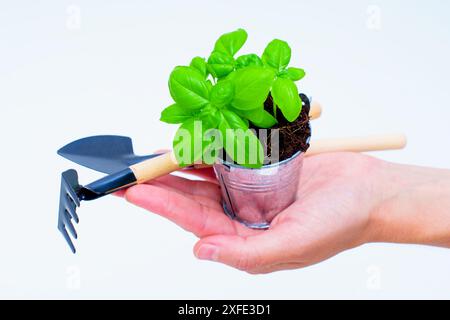 Halten Sie eine kleine Basilikumpflanze in einem kleinen Metalleimer zusammen mit Gartenwerkzeugen in der Hand, um die Leichtigkeit der Gartenarbeit zu demonstrieren. Stockfoto