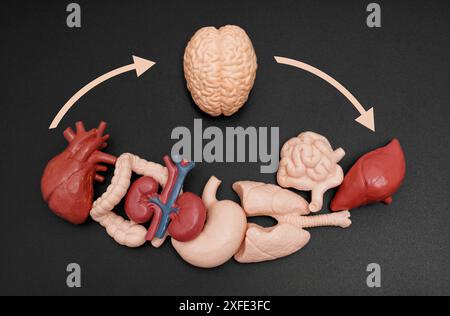 Anatomisches Modell des Gehirns mit verschiedenen Organen und geschwungenen Pfeilen, die die Kommunikation zwischen dem Gehirn und anderen Körperteilen anzeigen, symbolisieren eine Gebühr Stockfoto