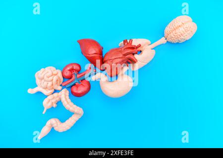 Satz anatomischer Modelle, die wesentliche menschliche Organe darstellen: Gehirn, Lunge, Herz, Magen, Leber, Nieren und Darm – anatomisch angeordnet Stockfoto