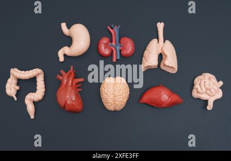 Sammlung verschiedener humananatomischer Organmodelle auf dunklem Hintergrund. Medizinische und pädagogische Inhalte. Stockfoto