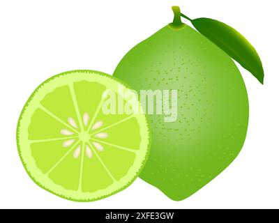 Ganze Kalk und halb isoliert auf weißem Hintergrund. Stock Vektor