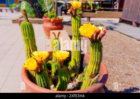 Leuchtend gelbe Blüten blühen auf hohen grünen Kakteen, die in einem Tontopf untergebracht sind, vor einem verschwommenen Hintergrund eines Terrassenbereichs im Freien. Stockfoto