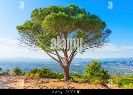 Solitary Wisdom Tree mit Blick auf das weitläufige Stadtbild von Los Angeles, auf erhöhtem Gelände unter hellblauem Himmel. Stockfoto