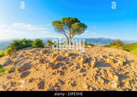 Der Panoramablick auf den Wigheitsbaum auf dem Hügel von Los Angeles mit seiner weitläufigen Landschaft und dem klaren blauen Himmel, der die natürliche Gelassenheit zum Ausdruck bringt. Stockfoto