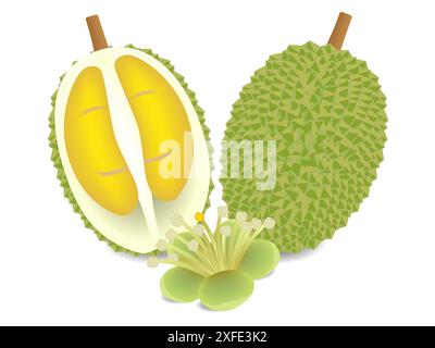 Ganze Dura und halb mit Blume isoliert auf weißem Hintergrund. Stock Vektor
