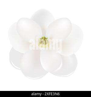 Südliche Magnolie (Magnolia grandiflora), Nahaufnahme der Blume isoliert auf weißem Hintergrund. Stock Vektor