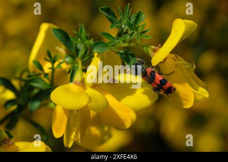 Frankreich, Haute Saone, Champagney, Ödland, gemeiner Bugle (Trichodes alvearius), erwachsen auf Scotch Besen (Cytisus scoparius) in der Blüte Stockfoto