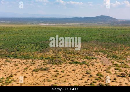 Kenia, Teil des Grabens zwischen Lake Magadi und Lake Natron, Strauchsavanne Landschaft (aus der Vogelperspektive) Stockfoto