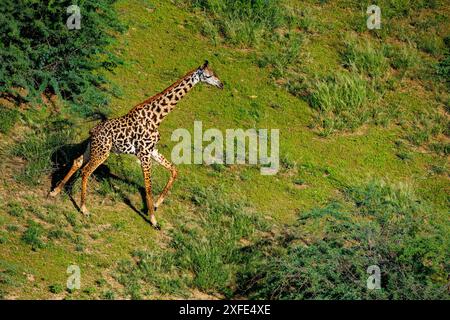 Kenia, Teil des Grabens zwischen dem Lago Magadi und dem Lake Natron, Savannenstrauchlandschaft mit Giraffe masai (aus der Vogelperspektive) Stockfoto