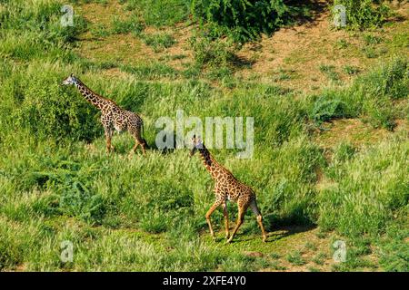 Kenia, Teil des Grabens zwischen dem Lago Magadi und dem Lake Natron, Savannenstrauchlandschaft mit Giraffe masai (aus der Vogelperspektive) Stockfoto