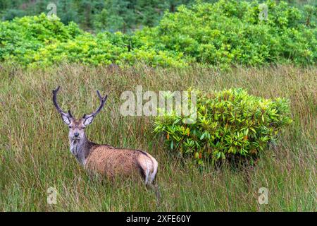 Vereinigtes Königreich, Schottland, Highlands, Argyll and Bute, Glen Etive Valley, schottischer Rothirsch (Cervus elaphus scoticus) Stockfoto