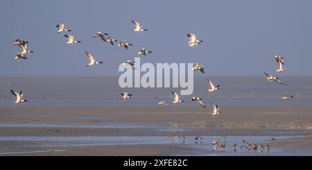 Frankreich, Somme, Baie de Somme, Le Crotoy, Réserve naturelle de la baie de Somm, Flug von Belon Shelducks (Tadorna tadorna - Common Shelduck) Stockfoto