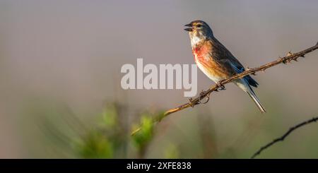 Frankreich, Somme, Somme Bay, Noyelles-sur-mer, Renclôture Elluin, Linnet (Linaria cannabina) männlich Stockfoto