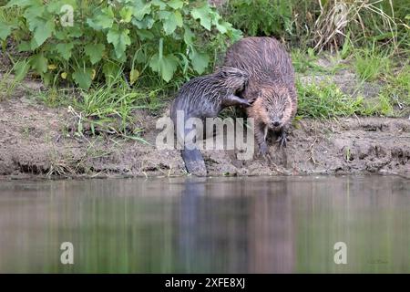 Frankreich, seine Maritime ( 76), Estuaire de la seine, europäischer Biber, Castor Fiber, weiblich mit ihren Jungen Stockfoto
