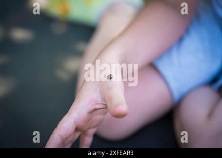 Marienkäfer an der Hand eines Kindes in einer Nahaufnahme Stockfoto